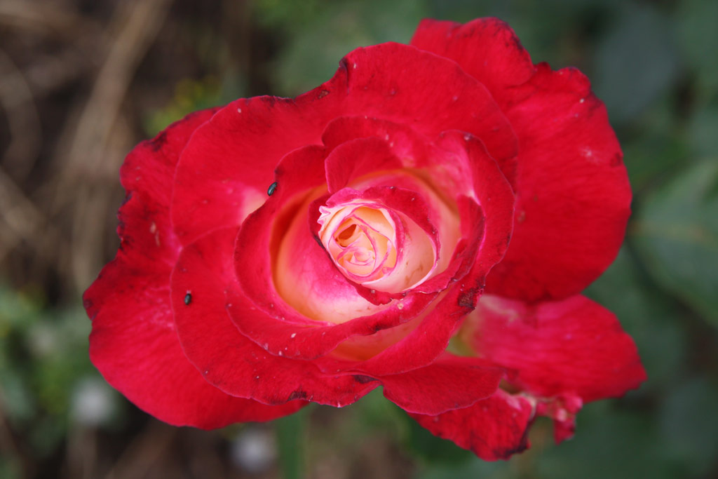 růže Double de Laide