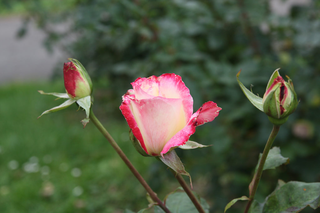 růže Double Delight