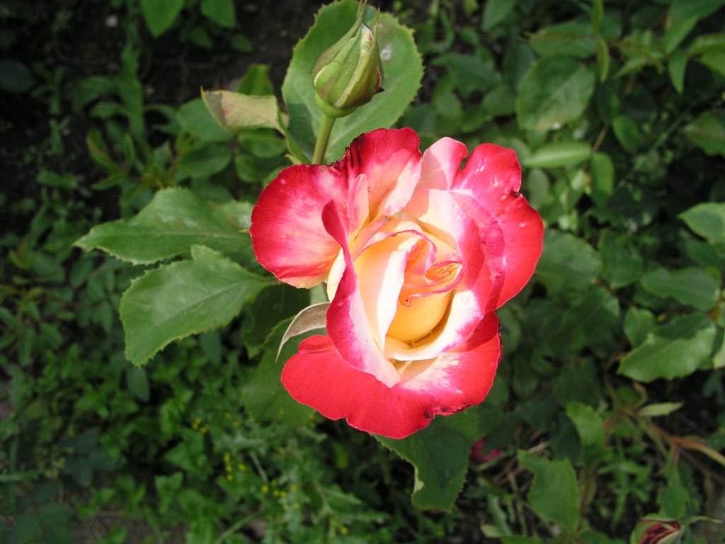 růže Double Delight