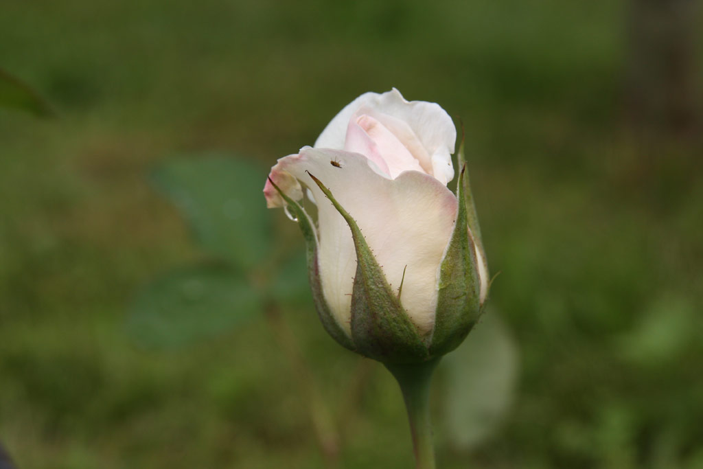 růže Dove