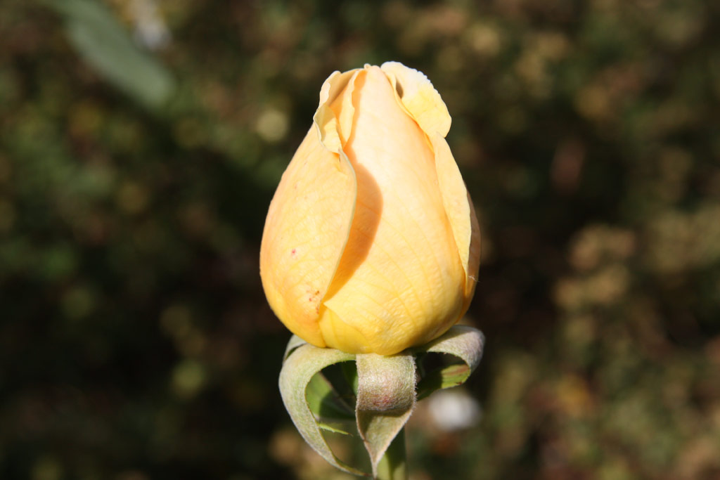 růže Dove (Dendrologie)