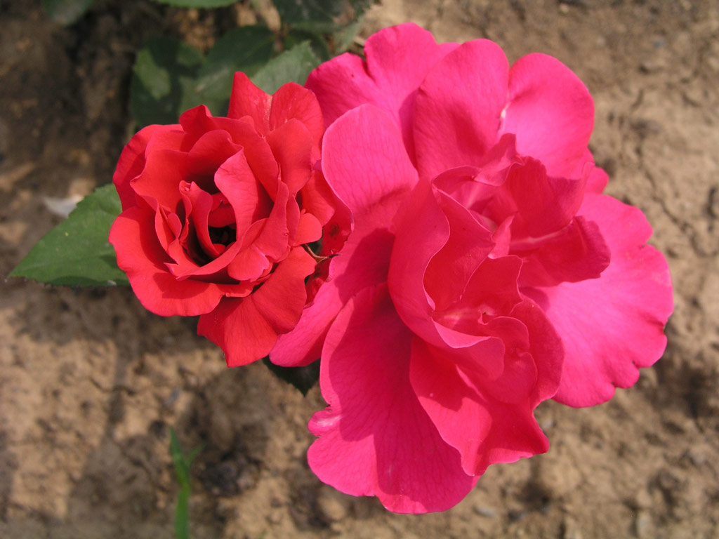růže Dr. A. �vehla