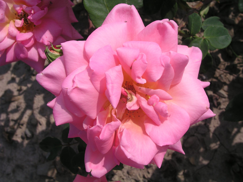 růže Dr. Behring (Kunratice)