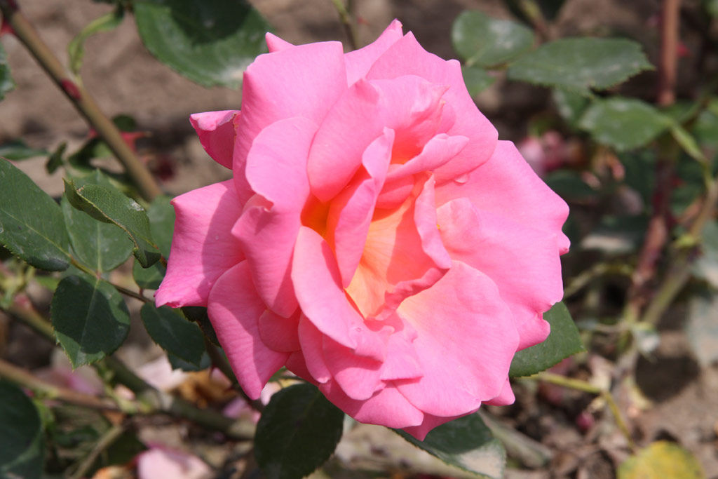 růže Dr. Behring (Kunratice)
