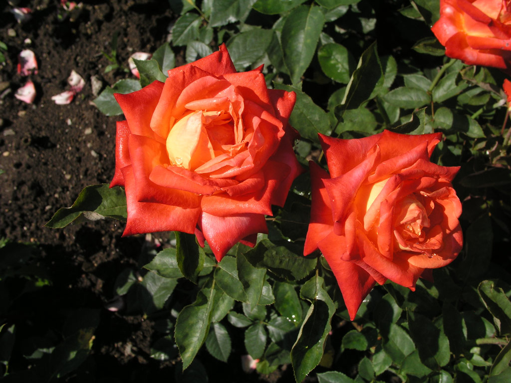 růže Dr. Behring (Olomouc)
