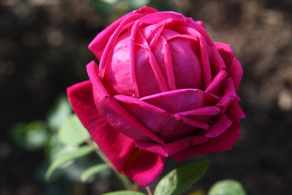 růže Dr. Mllers Rote