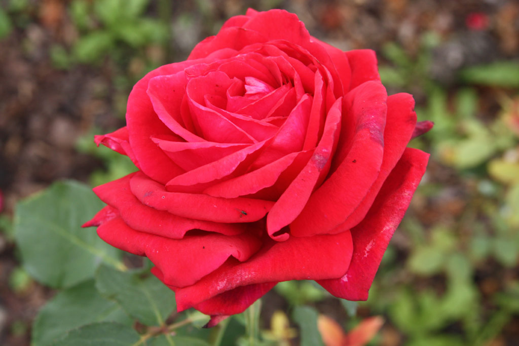 růže Dr. Sweitzer