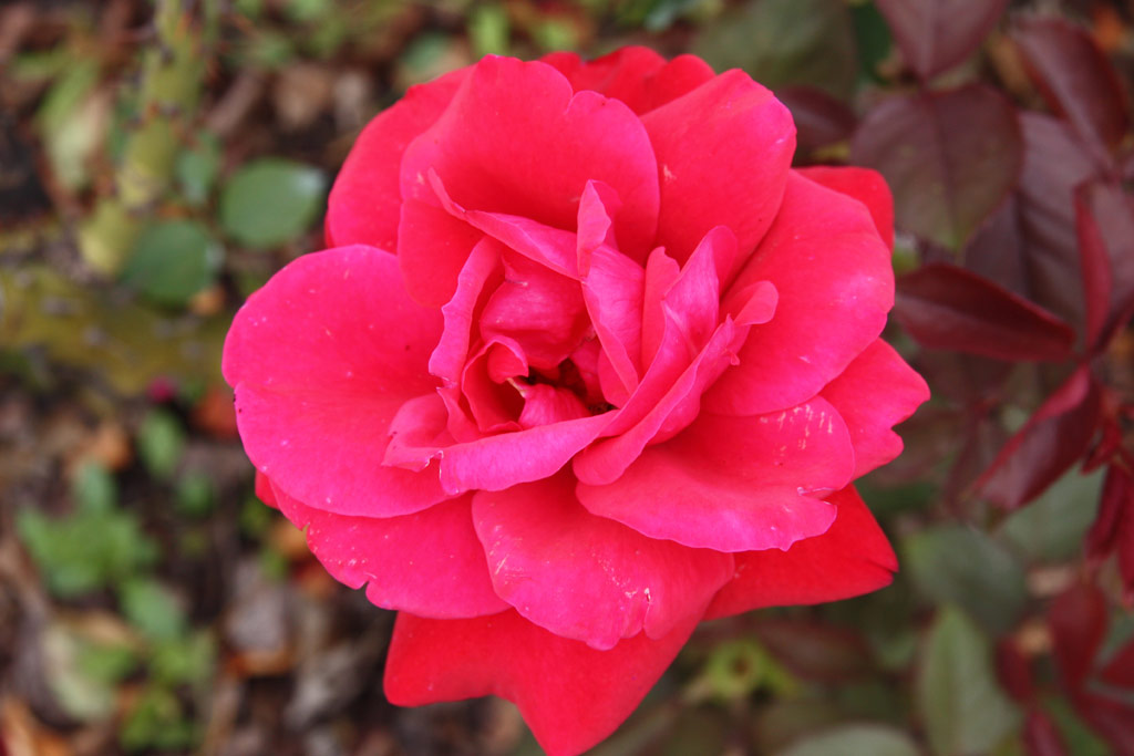 růže Dr. Sweitzer