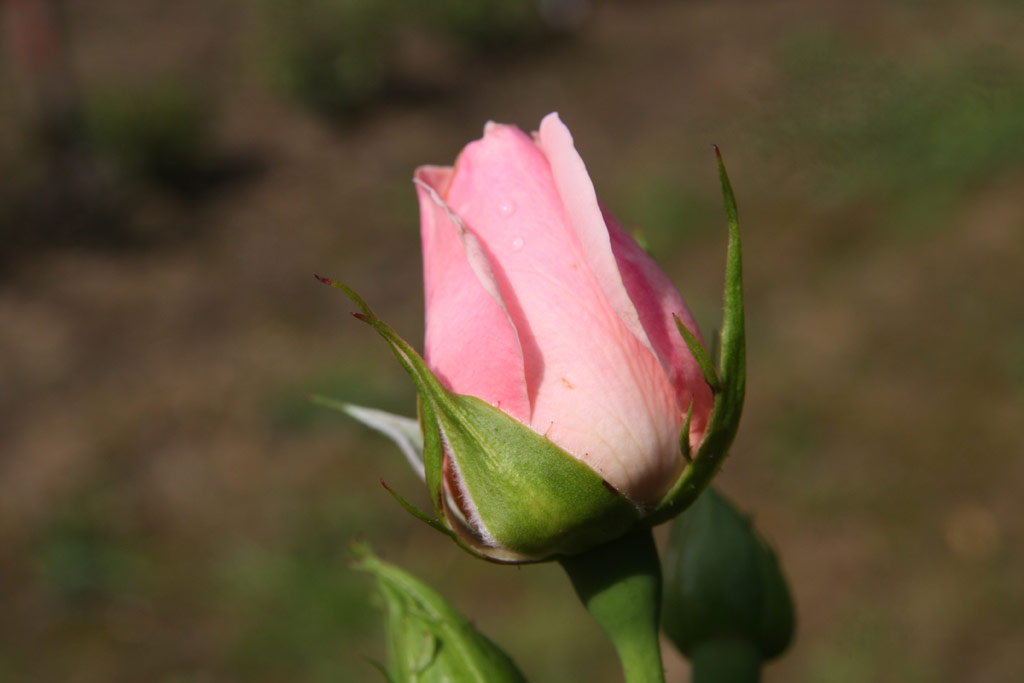 růže Dr. T. G. Masaryk (Pr?honice)
