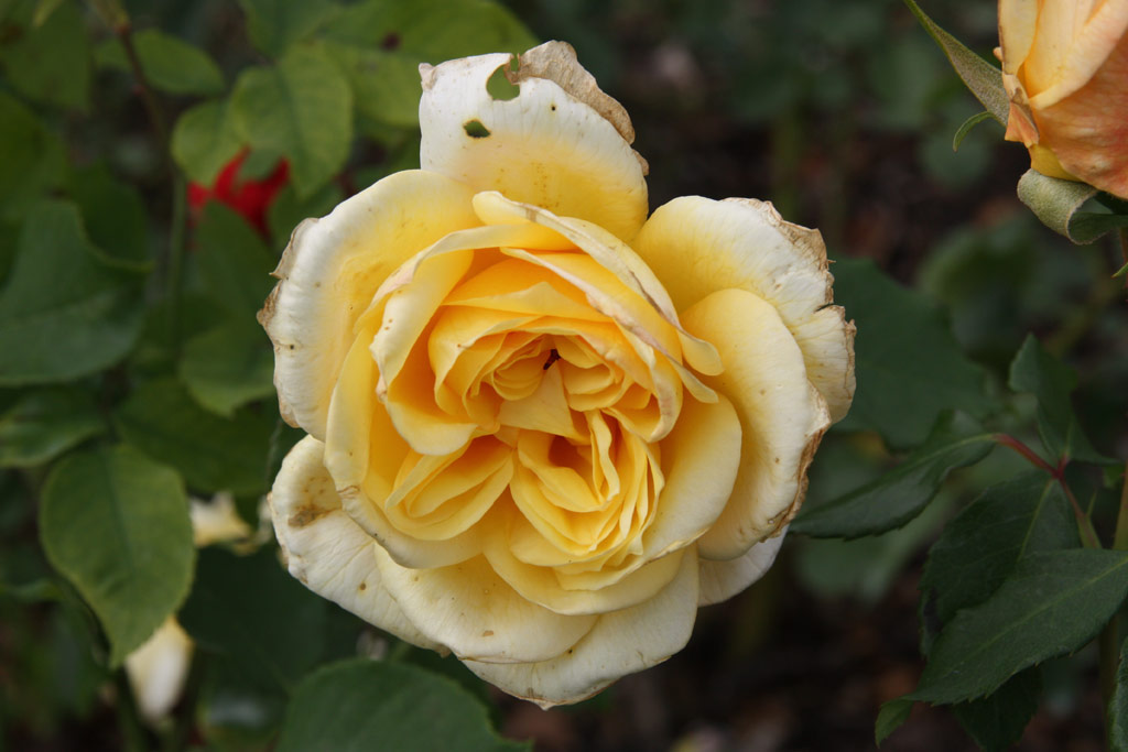 růže Dr. van Rijn