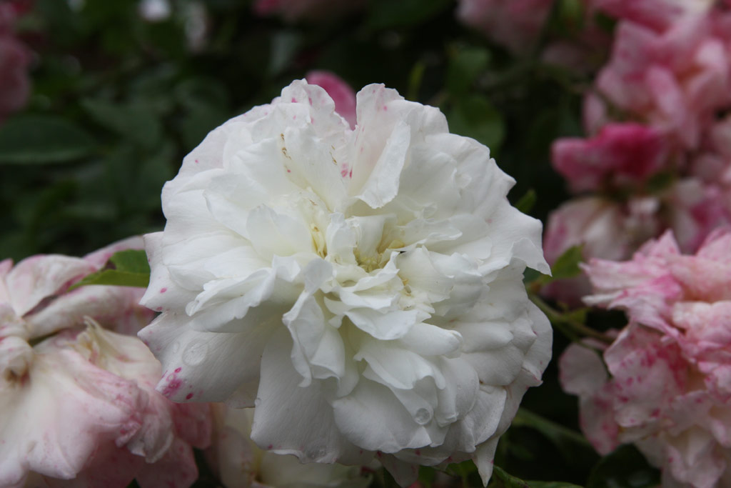 růže Dr. W. Van Fleet (Borov Hora)