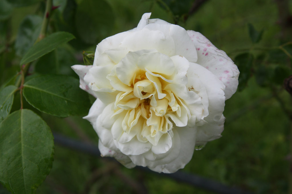 růže Dr. W. Van Fleet (Borov Hora)