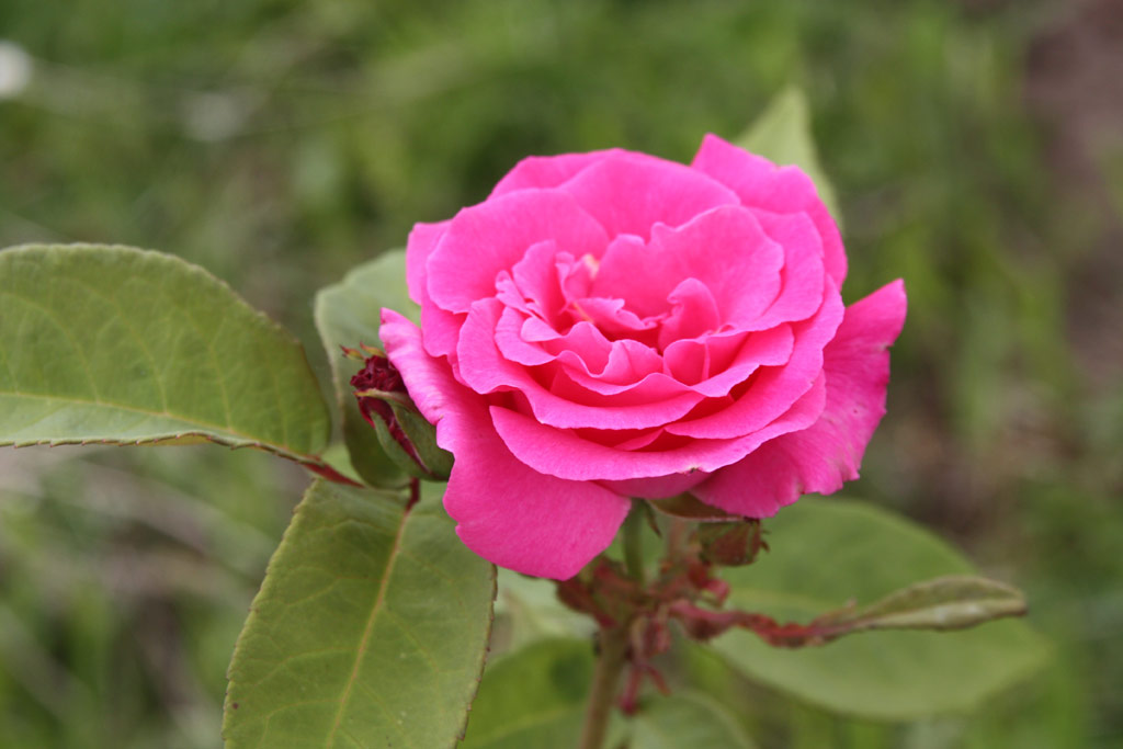 růže Dr. W. Van Fleet (Chotobus)