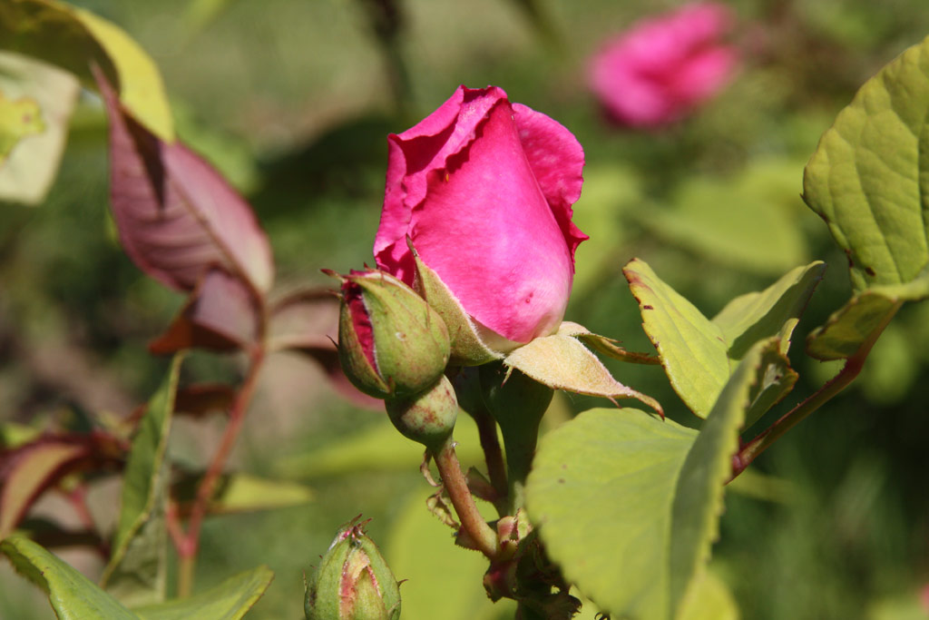 růže Dr. W. Van Fleet (Chotobus)