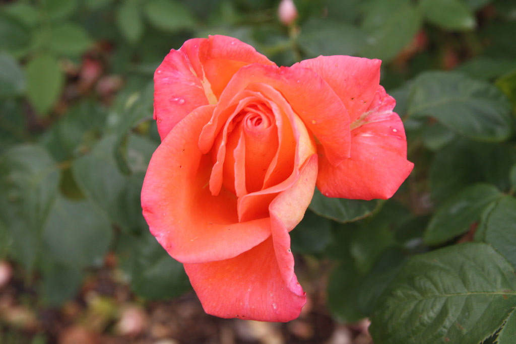 růže Dr. Waldheim