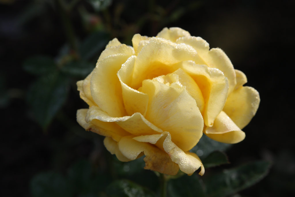 růže Dresdner Gelbe