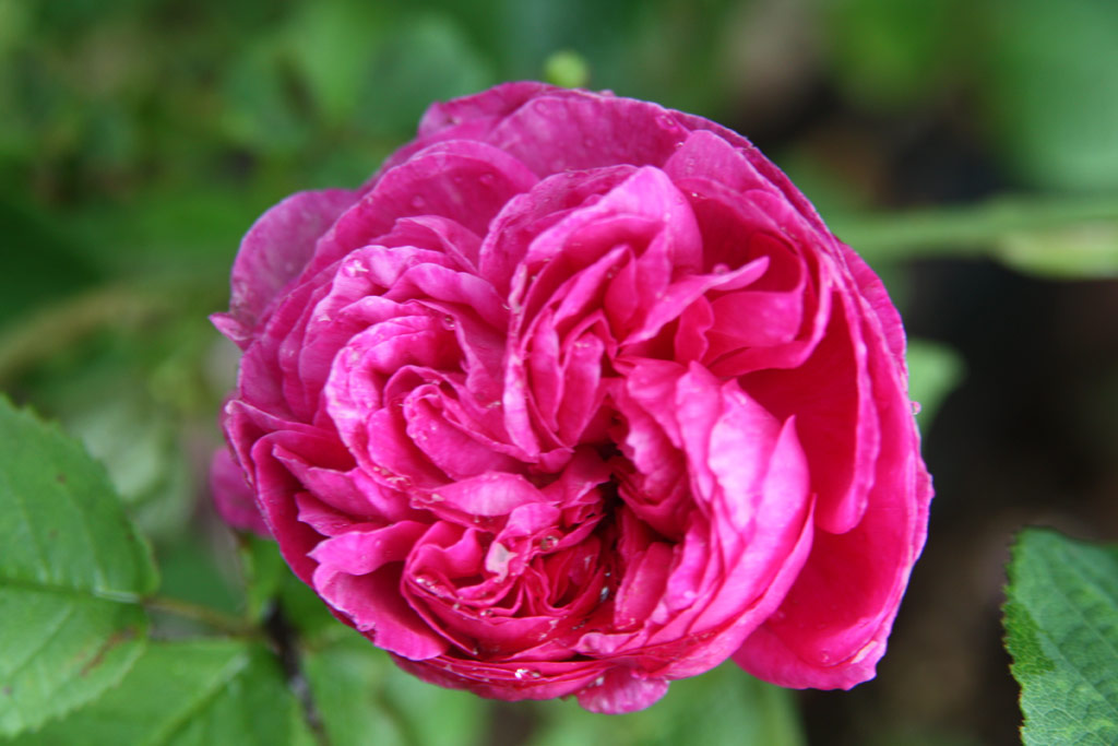 růže Duc de Guiche