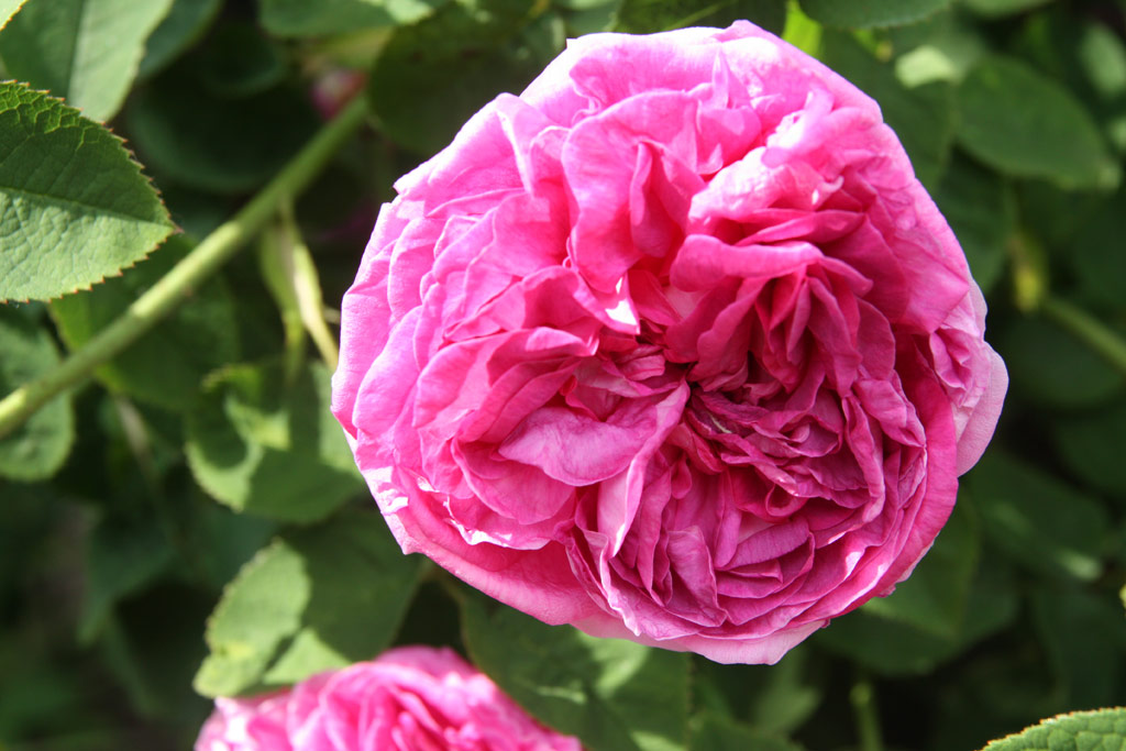 růže Duc de Guiche