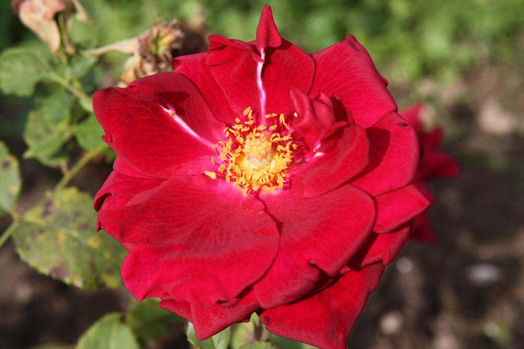 růže Duchess of Westminster