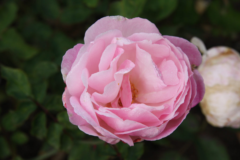 růže Duchesse de Brabant