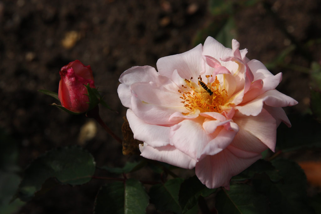 růže Duchesse de Brabant