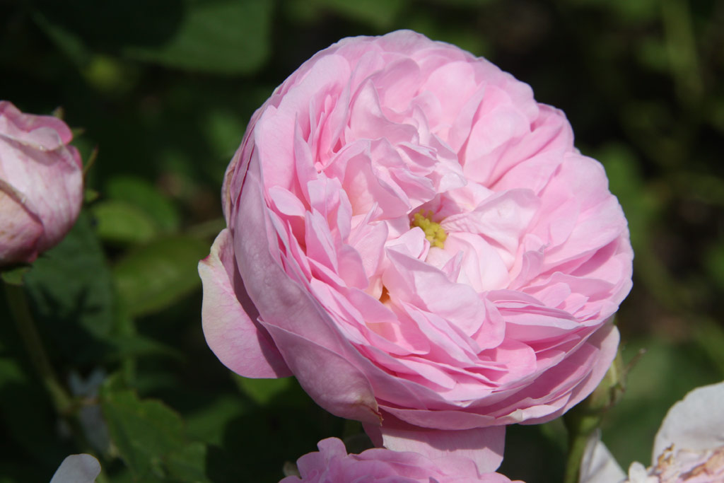 růže Duchesse de Montebello