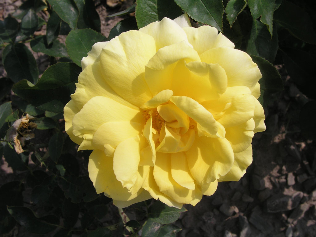 růže Duftgold