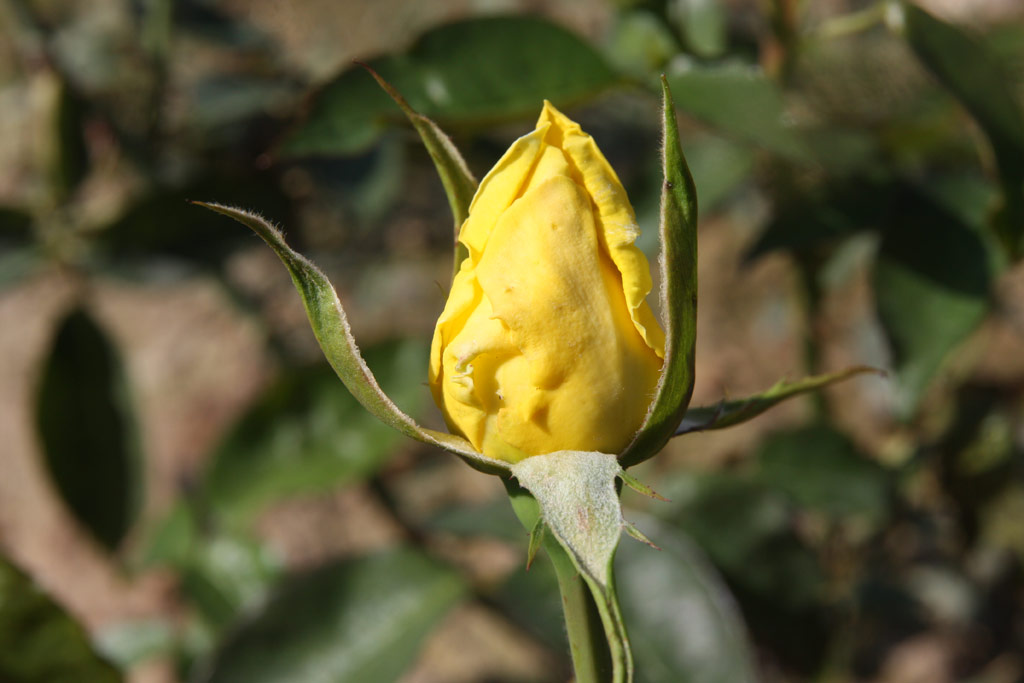 růže Duftgold