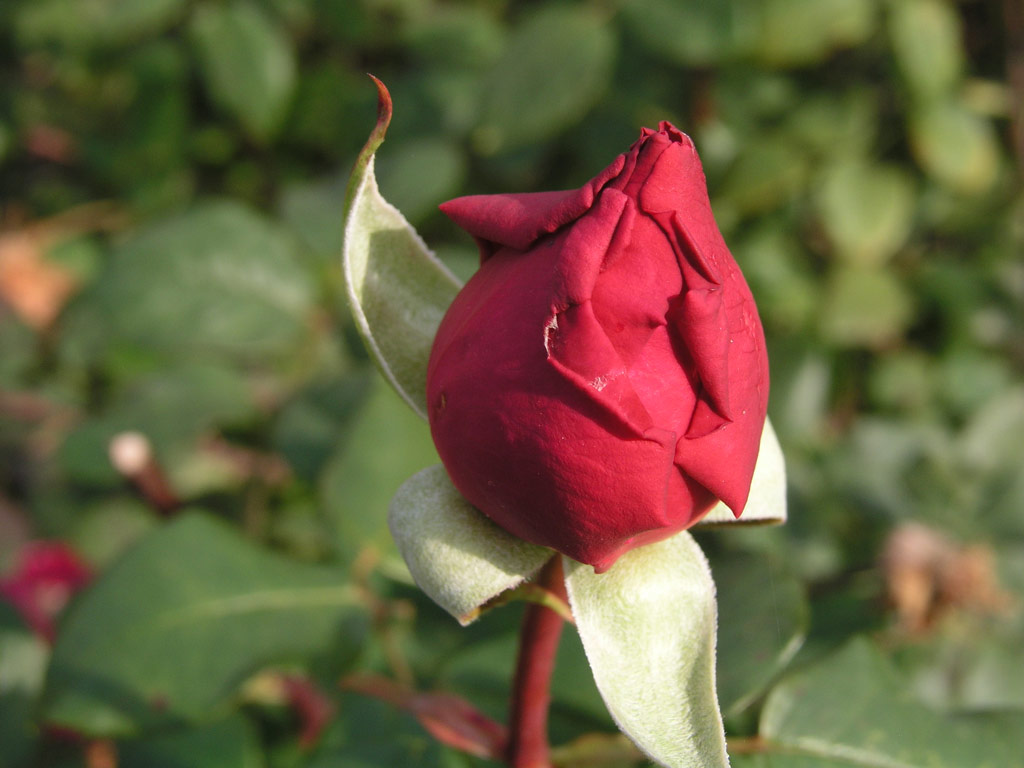 růže Duftrausch