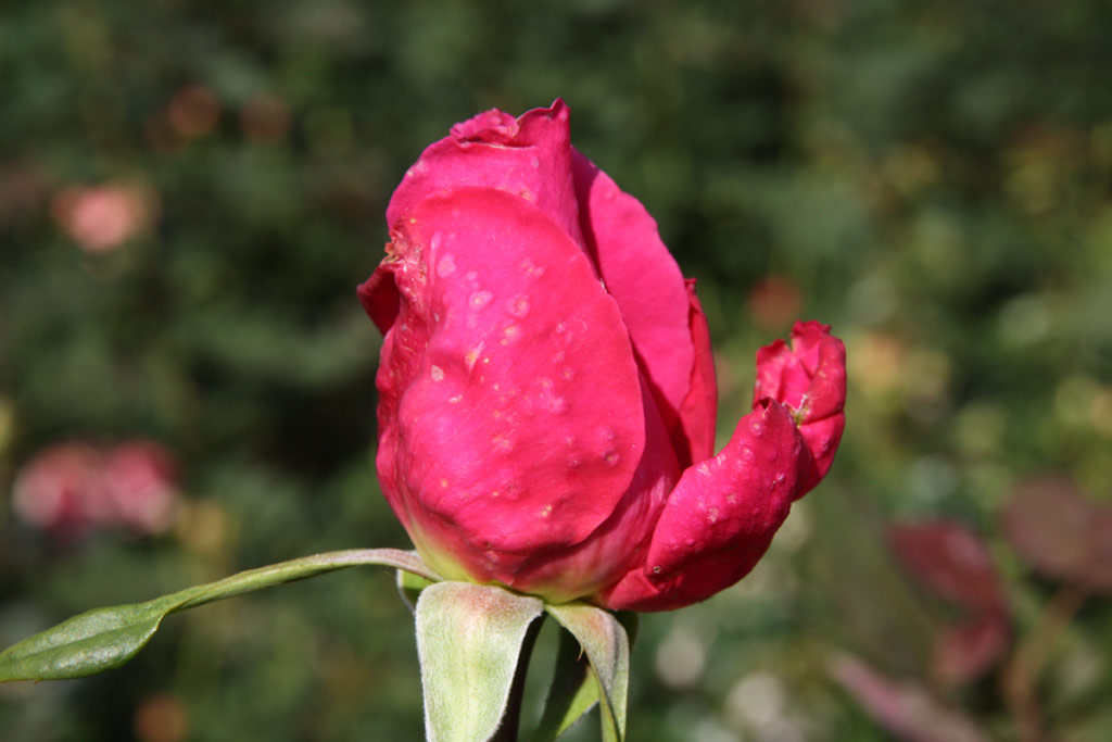 růže Duftrausch