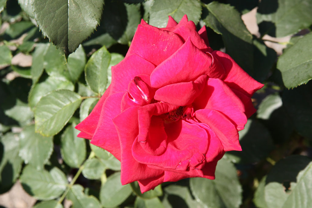 růže Duftzauber