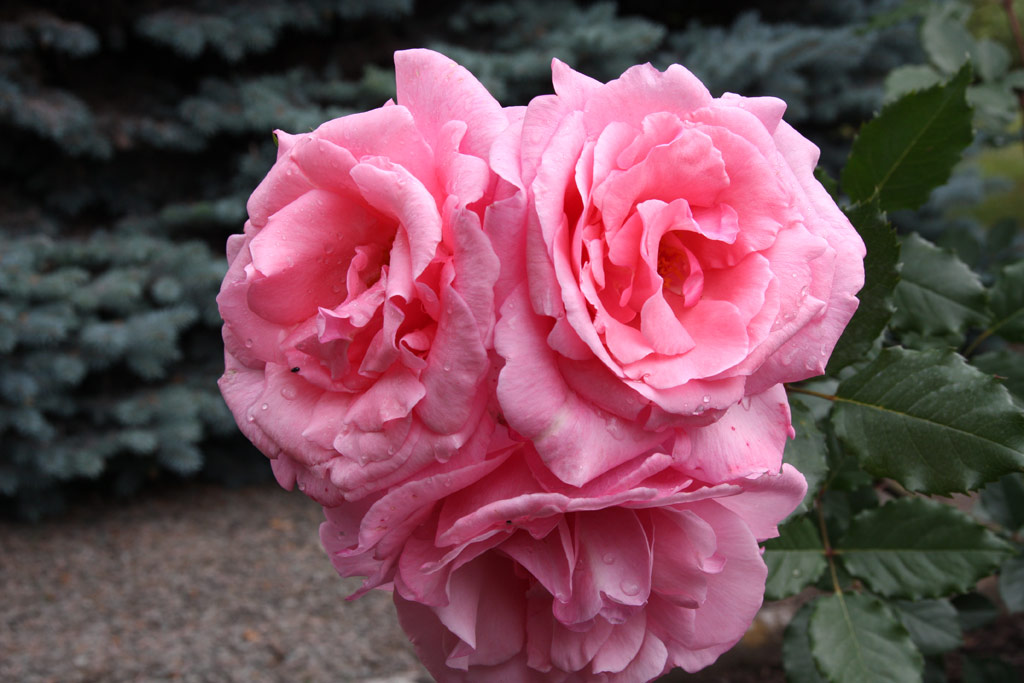 růže Eclat de Tendresse