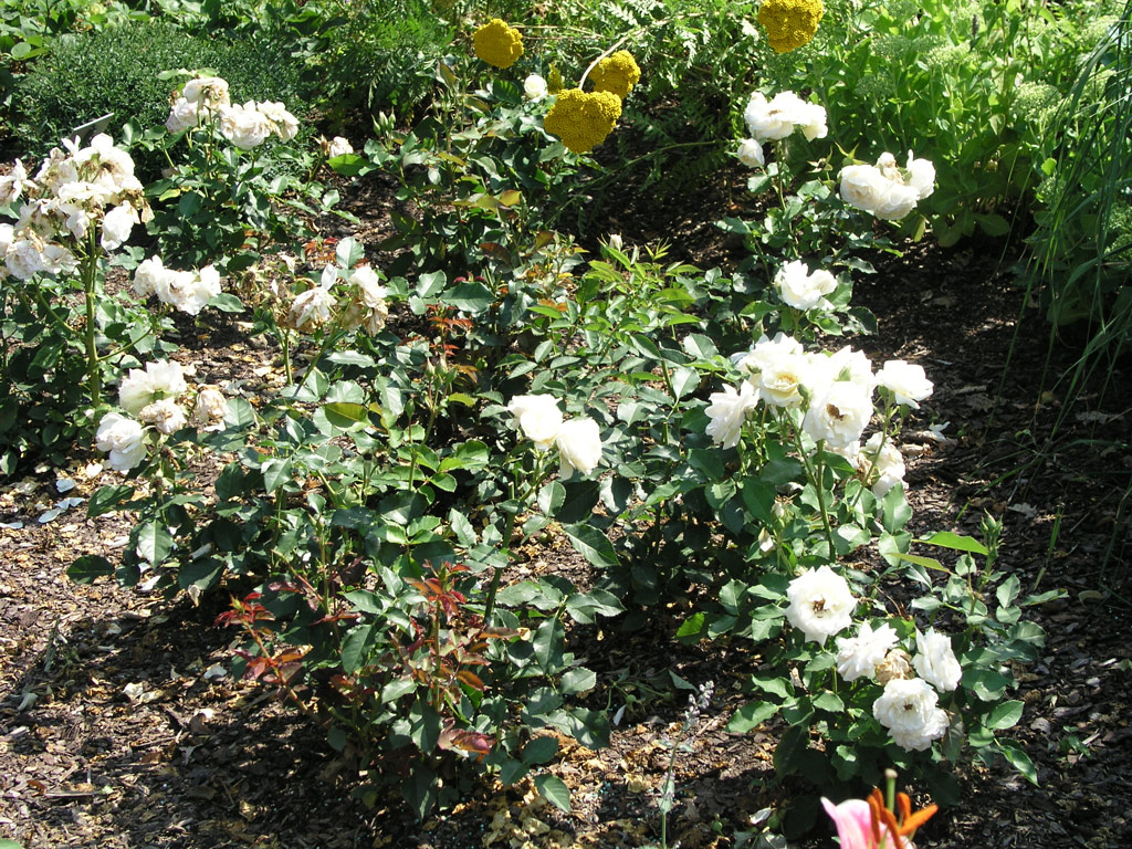 růže Edelweiss