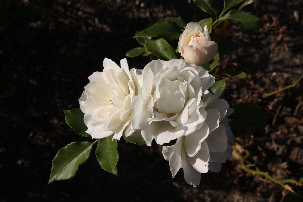 růže Edelweiss