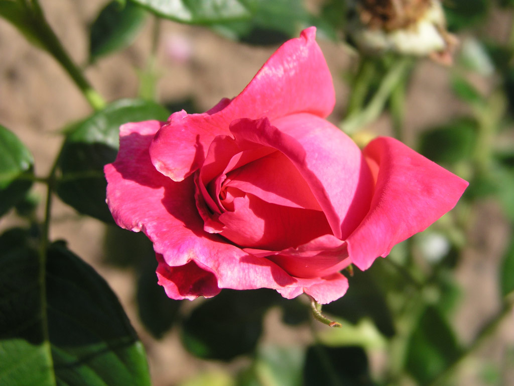růže Eden Rose (1950)