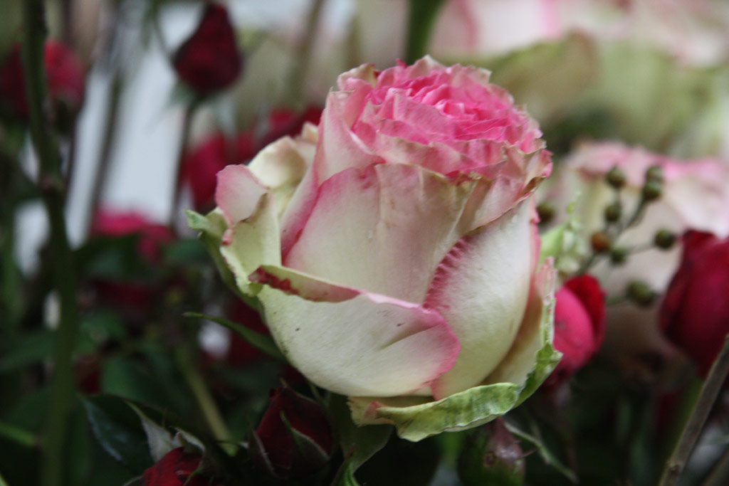 růže Eden Rose 85