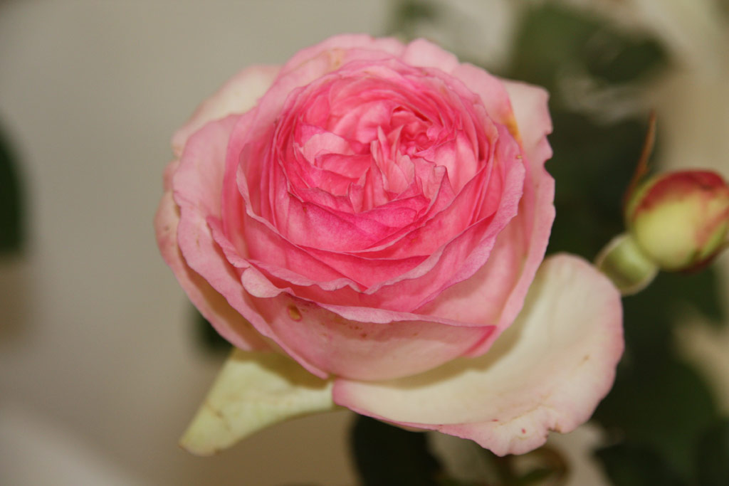růže Eden Rose 85