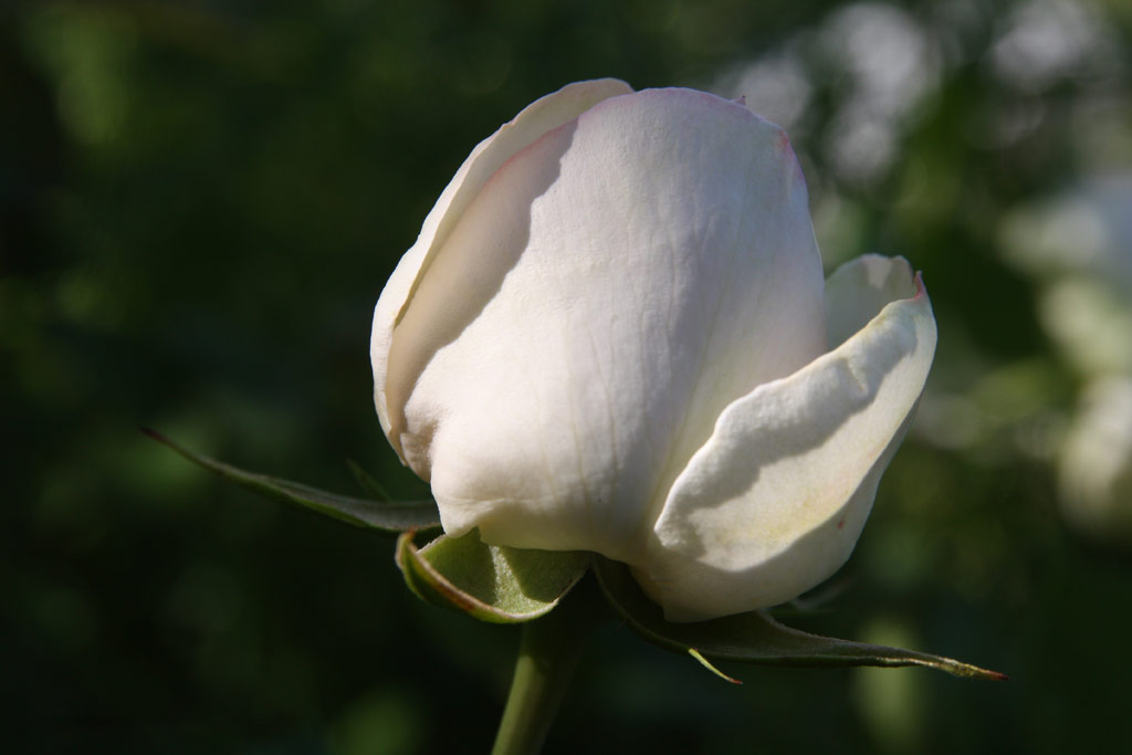 růže Eden Rose 85 (Doln Studen)