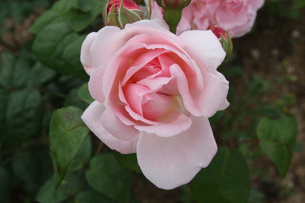 růže Eglantyne