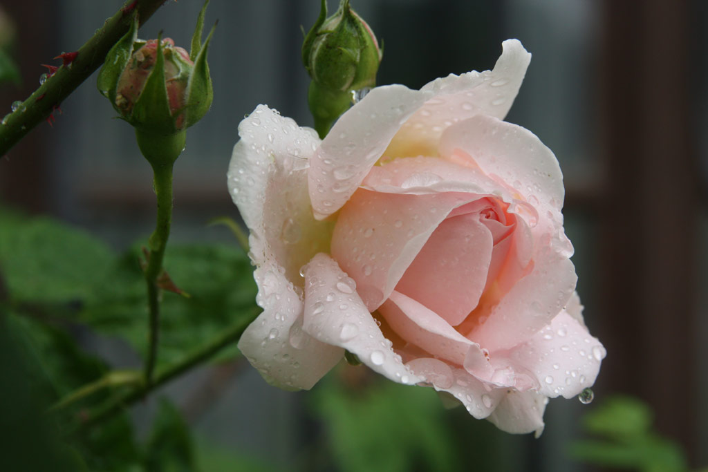 růže Eglantyne