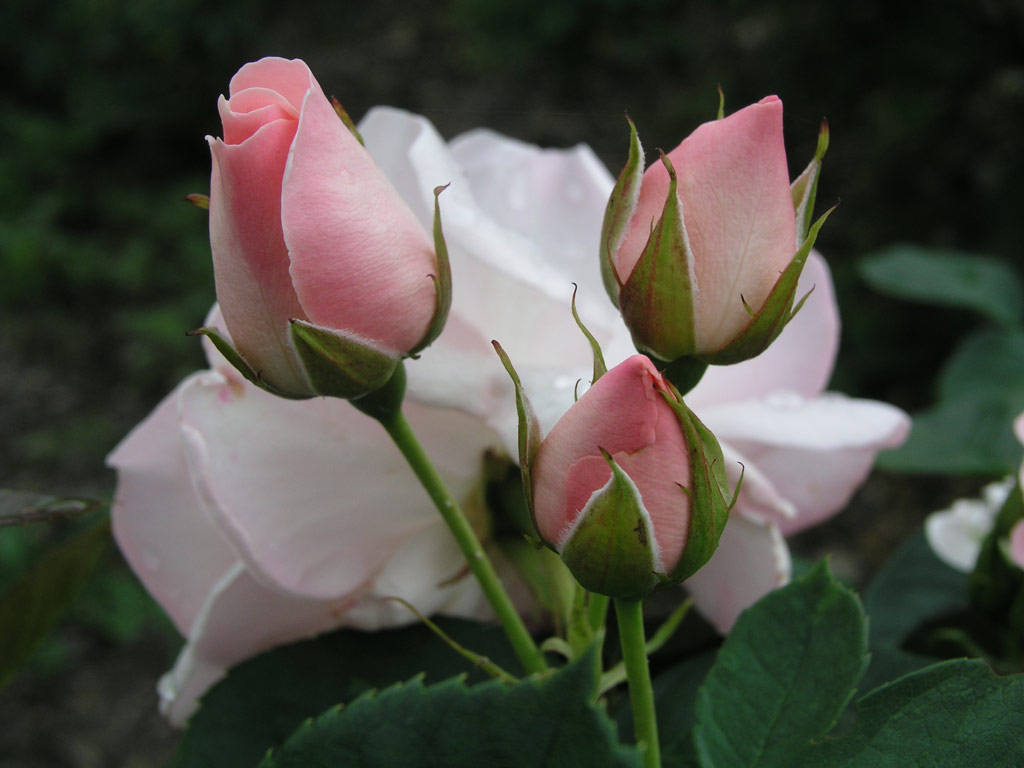 růže Egon Schiele