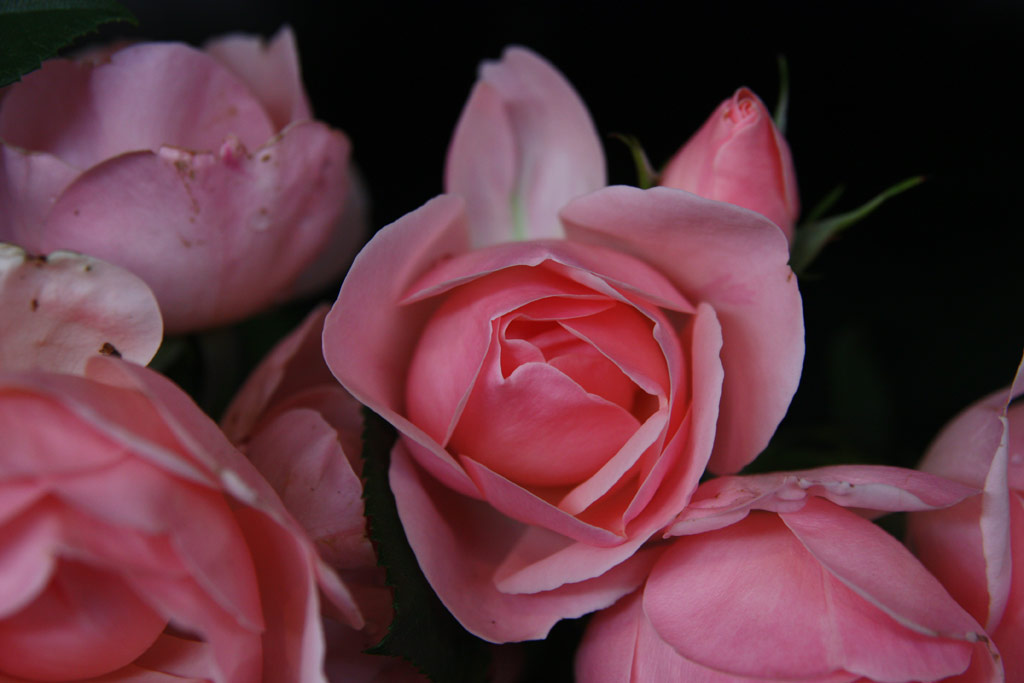 růže Egon Schiele