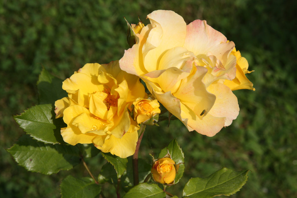 růže Egon Schiele (Liberec)