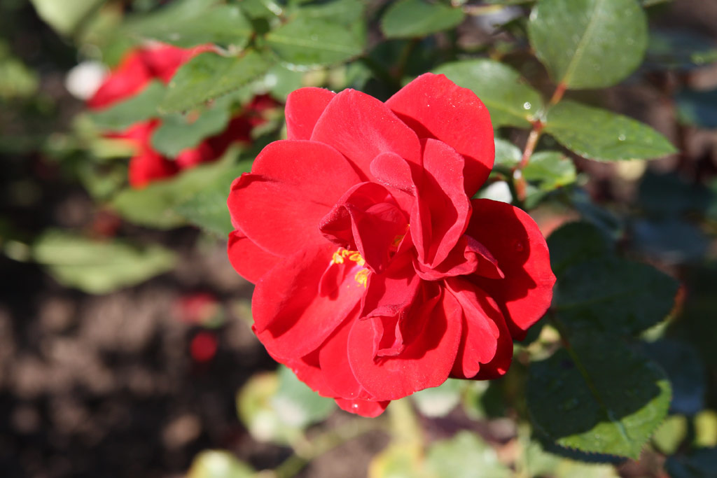 růže Elbeglut