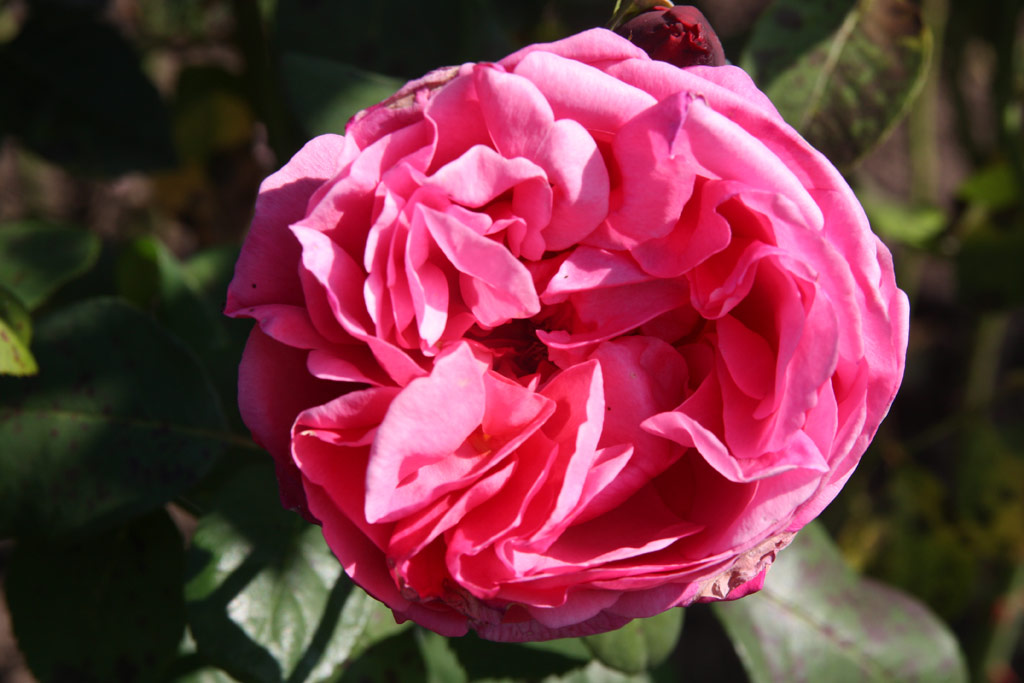 růže Elbflorenz