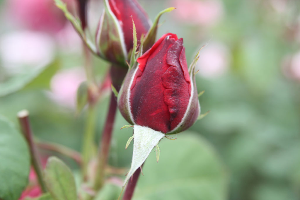 růže Elbflorenz