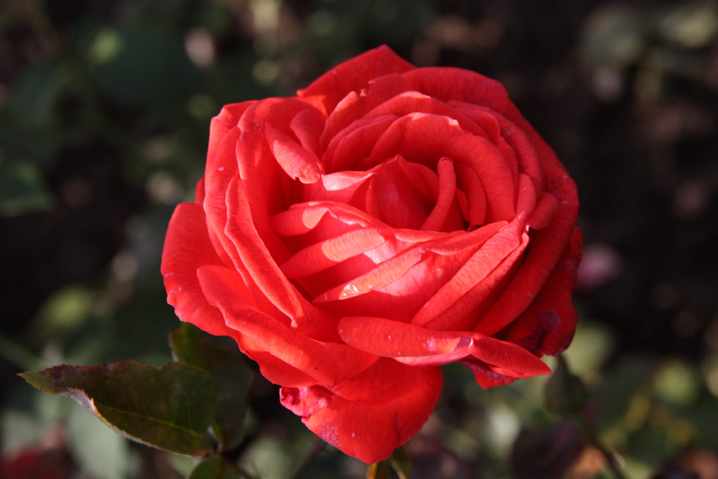 růže Elida