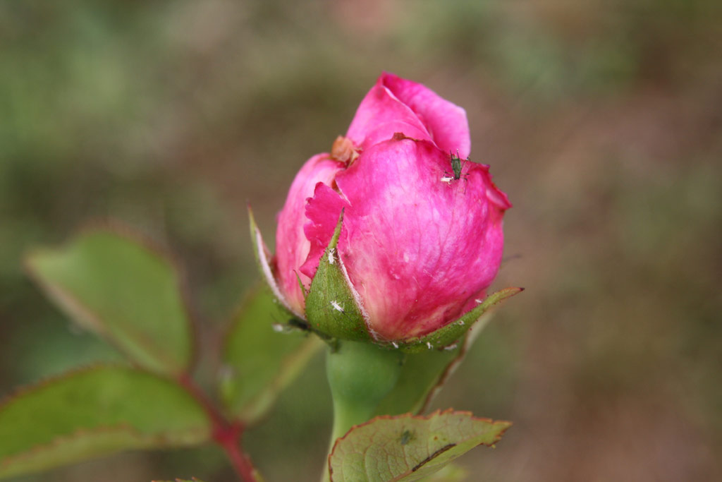 růže Elika Krsnohorsk