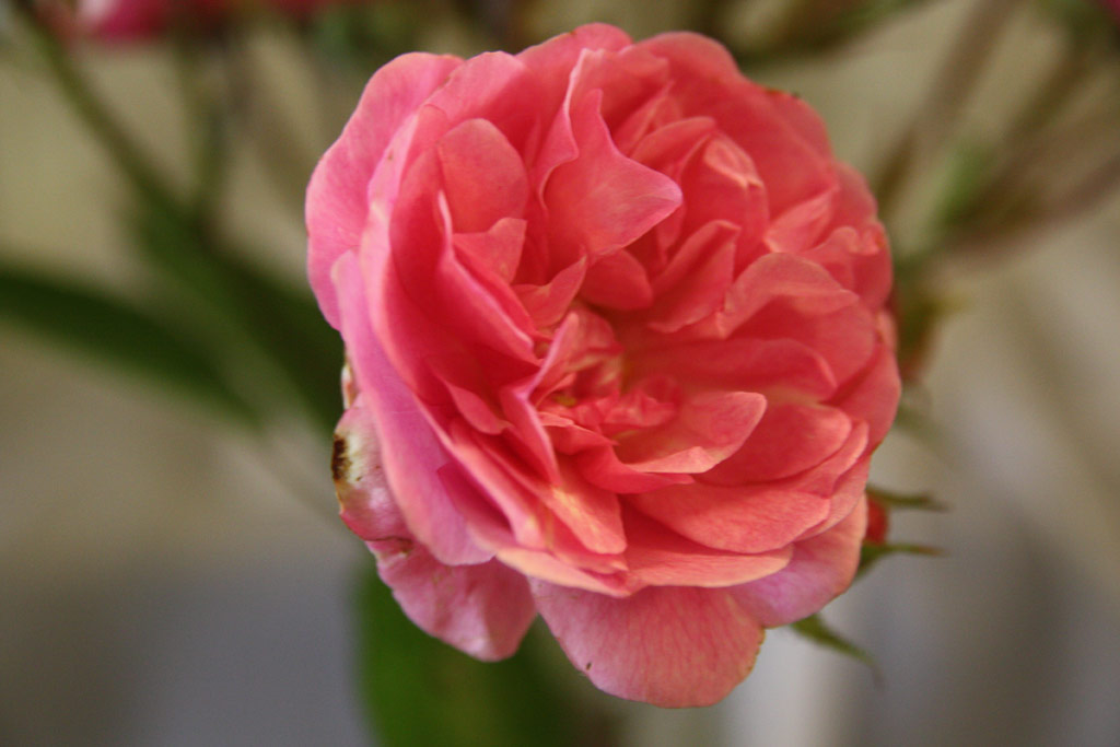 růže Elizabeth Hassefras