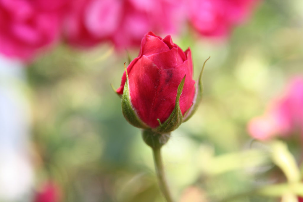růže Elmshorn